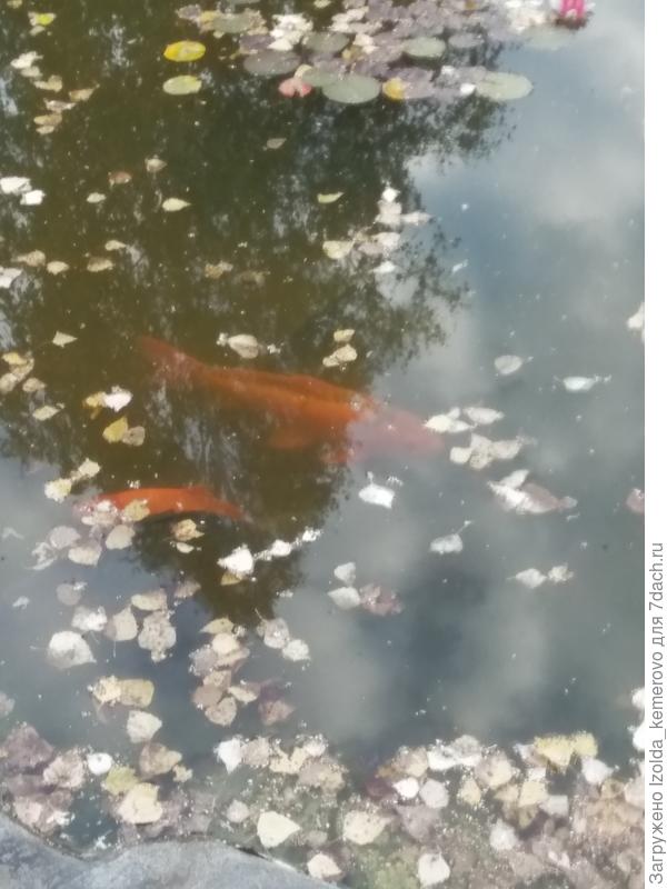 скоро рыб на зимовку отлавливать надо будет,,, как отреагирует Тарантино Чук и Гек и милашка Барбара,,, готовим бредень для отлова