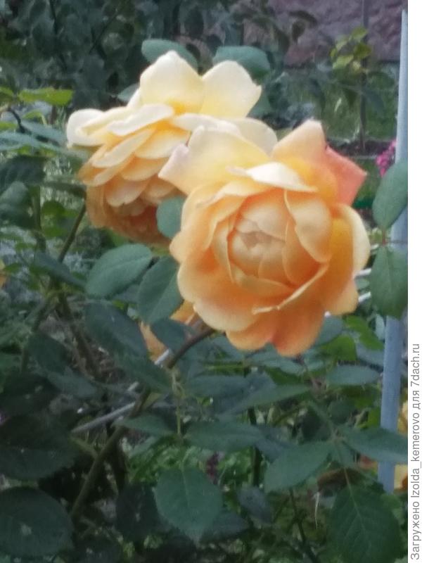 розы не угомонятся