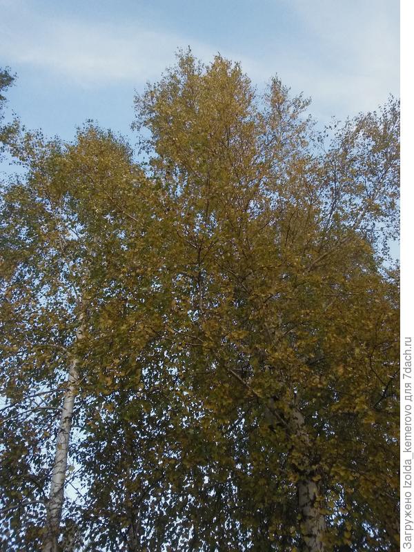 просто березка