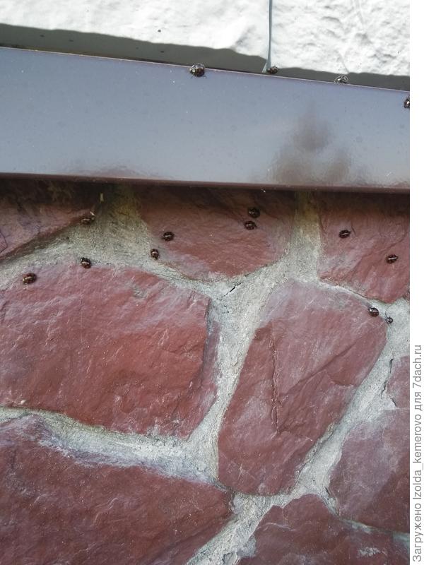 коровки на стене дома