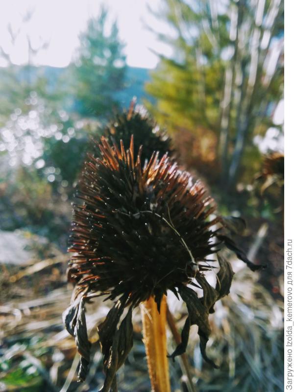 шишка эхинацеи