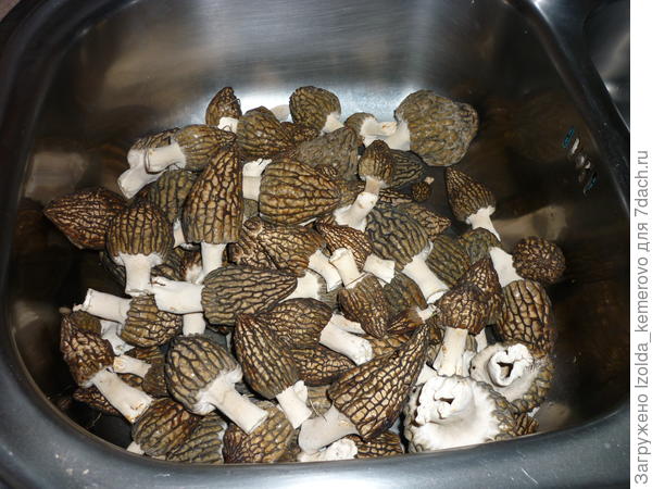 Были съедены с удовольствием, с луком, в сметане