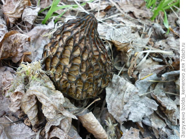 весенний грибочек