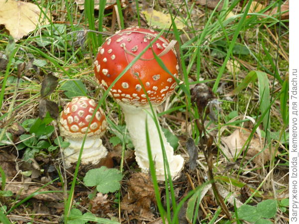 Двое из ларца