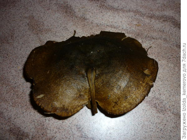 я назвала этот коровник "слоник, вид с тыла"