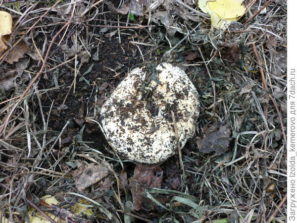 мастер маскировки