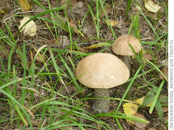 красавчики. правда?