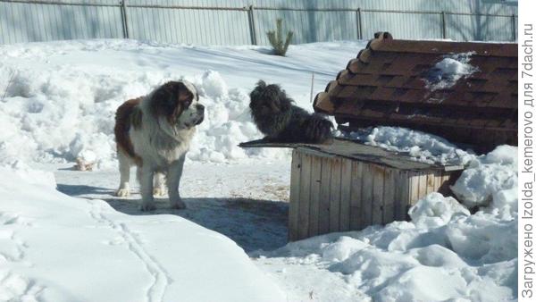 мои чудики прошлой зимой, два брата-акробата