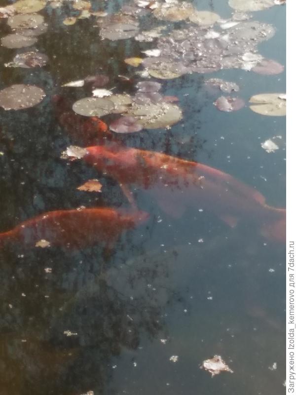 кои , летом конечно же