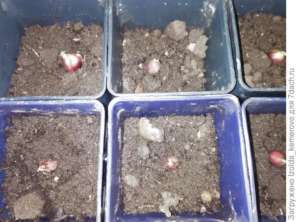 это посадка, сверху ещё землёй присыпала