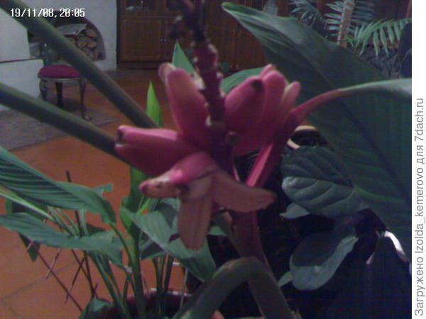 увы, мало фото сохранилось, давненько это было