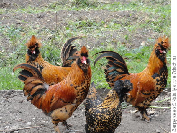 Павловские петушки.