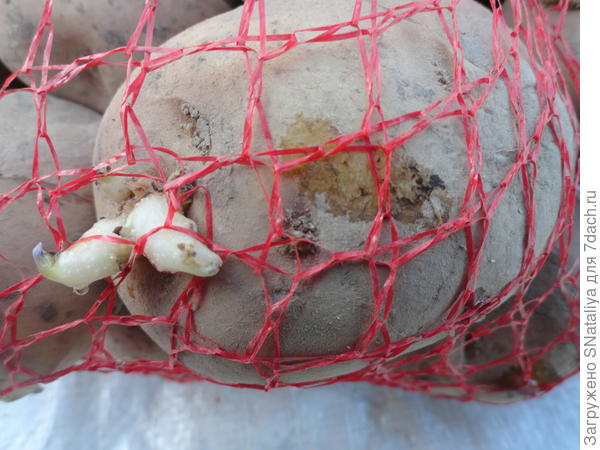 присланная синеглазка