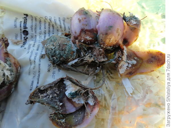 луковицы лилии все в плесени