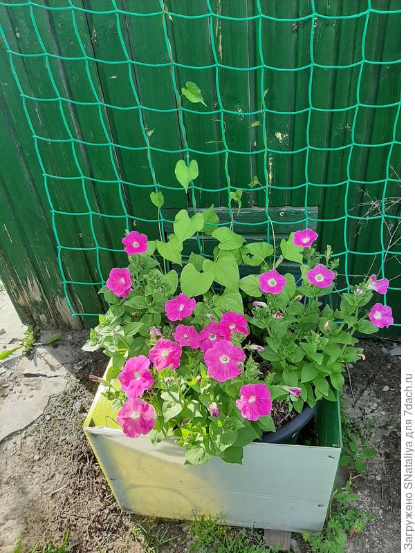 В этом горшке петунья и кобея,листва тоже не ярко зеленая.