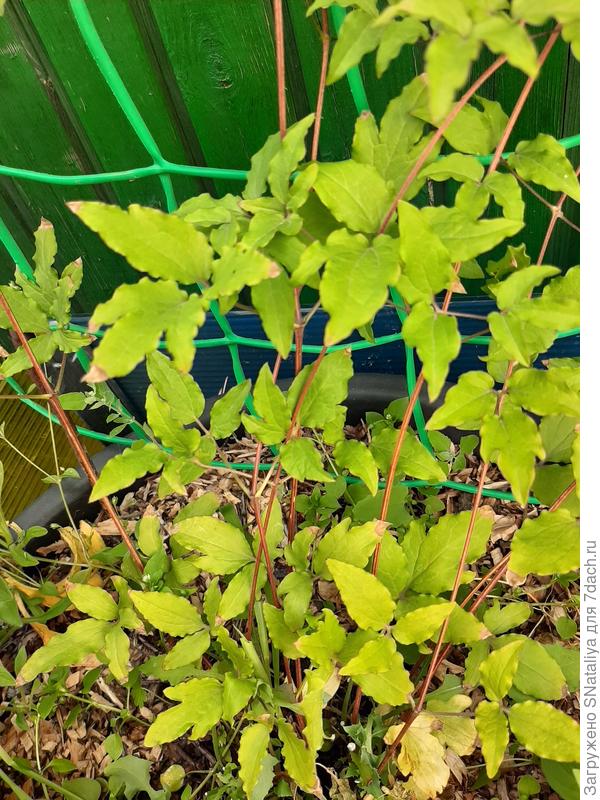 Это у клематиса пожелтели листья.