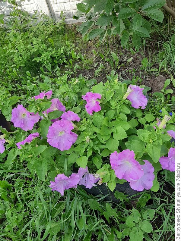 Здесь тоже посажено 5 штучек,в горшке 60л.