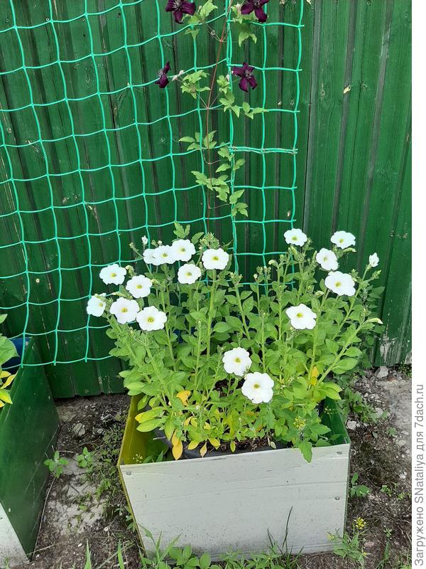 В этом горшке явно видно что пожелтели.