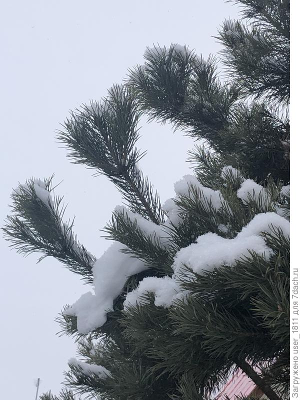 Так выглядят после прищипки ветки.