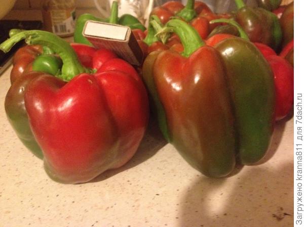 Помните, перец сильно подвержен переопылению, поэтому если вы сажаете на своем участке несколько сортов перца, старайтесь расположить их на максимальном удалении друг от друга и по возможности разделяйте их между собой с помощью посадок высокорослых помидоров, кукурузы и подсолнечника.
 
Выращивать перец высадкой семян в открытый грунт нецелесообразно даже в южных регионах. Сеять придется все равно поздно, когда почва прогреется, растение будет развиваться медленнее, первые плоды поспеют позже, да и срок плодоношения перца окажется существенно короче.


Уход за перцем 
 

уход за перцем

Уход за перцем состоит из своевременных поливов, подвязок, прополок и подкормок. Первую подкормку рассады перца необходимо провести в фазе 1-2 настоящих листиков, для чего в 1 л воды смешивают 0,5 г аммиачной селитры, 1 г калийных удобрений и 3 г суперфосфата. Вторая подкормка через 2 недели после первой, дозу минеральных удобрений для нее необходимо удвоить. 
 
Эффективны подкормки рассады перца специальным настоем крапивы, для приготовления которого необходимо взять 1 часть крапивы и 10 частей воды &mdash; настаиваем 2 дня. Последнюю подкормку нужно провести за 2 дня до того, как вы намерены высадить рассаду на постоянное место, при этом дозу калийных удобрений увеличиваем до 7 г на 1 л воды. За сезон нужно произвести около 3-4 подкормок перца куриным пометом &mdash; 1:10, чередуя такие подкормки с внекорневыми, для которых нужно использовать минеральные удобрения, например нитрофоску (столовая ложка на ведро воды).
 
При недостатке калия листочки перца скручиваются и на них появляется засыхающая кайма. Но с калием необходимо быть осторожным &mdash; перец не переносит изобилие хлористого калия. Если растению недостает азота, его листья становятся матовыми и, приобретая сероватый оттенок, постепенно мельчают. Когда недостает фосфора, нижняя сторона листочков перца становится насыщенно фиолетовой, а сами листья прижимаются ближе к стволу растения и поднимаются вверх. Если недостает магния, листики приобретают мраморную окраску, а излишек в почве азота приводит к сбрасыванию завязей и цветков перца.
 
В жаркую и влажную погоду обязательно необходимо проводить пасынкование (удаление боковых побегов), особенно это касается нижних пасынков, и наоборот, если стоит жаркая, но сухая погода, растения не пасынкуют, поскольку листовая масса отлично предохраняет от испарения влажность почвы. Опытные овощеводы советуют удалять центральный цветок на растении, растущий из первого разветвления, это поспособствует повышению урожая. 

В период вегетации перцы необходимо несколько раз обрезать, стараясь укорачивать самые длинные побеги и добиться отсутствия затененных ветвей. Обязательно удаляйте все отростки перца ниже главной развилки его стебля, а также ветки внутри кроны. Обрезку необходимо производить раз в десять дней и после сбора плодов. Одновременно с обрезкой производят и обработку почвы.

Постарайтесь привлечь в огород насекомых-опылителей, для этого во время цветения опрыскивайте растения сахарным раствором: на литр горячей воды 100 г сахара и 2 г борной кислоты. Отличный результат дают подкормки перца жидкими органическими удобрениями.
 
Полезно мульчировать перец перепревшей соломой &mdash; слой около 10 см, благодаря чему можно сократить частоту поливов, сведя их до раза в 9-10 дней. 

Своевременный уход за растениями перца заключается и в подвязке растений. Производить подвязку необходимо после окучивания и мульчирования.


Вредители и болезни перца
 
Наиболее распространенные болезни перца: фитофтороз, белая гниль, макроспориоз, вершинная гниль, септориоз, черная ножка. Больше других перцу причиняют вред слизни, белокрылка, совка, тля, колорадский жук и медведка. Для защиты перца от повреждения медведкой за час до высадки его рассады предварительно сделанные лунки необходимо наполнить водой. Высадив рассаду перца, опять распылителем опрыскать посадки. За сезон 3 раза растения перца необходимо опылять с помощью древесной золы &mdash; лучше по росе. Это также поможет защитить их от вредителей.
 
Если вы заметите на рассаде перца тлю, обработайте перец с помощью сыворотки &mdash; полтора литра на ведро воды. После проведения данной процедуры припудрите растения просеянной древесной золой. 

Сорта перца 

Прежде чем сажать перец, необходимо определиться с выбором сорта, и тут все зависит не только от ваших вкусовых предпочтений, но и от назначения будущих плодов. Так, если вы намерены употреблять перцы преимущественно в свежем виде, лучше отдать предпочтение более толстостенным и крупноплодным сортам, например Калифорнийское чудо, Гладиатор, Винни-Пух или Подарок Молдовы. Если же основное назначение &mdash; консервация, то выбирайте мелкоплодные сорта, относящиеся к &laquo;сибирской&raquo; серии: Купец, Ермак, Виктория и др.

Ермак &mdash; один из самых скороспелых сортов перца, плоды созревают рано и дружно. После первого урожая перец сорта Ермак снова зацветает и дает хороший второй урожай. Очень крупные плоды, масса которых доходит до 250 г. Урожайность сорта &mdash; 12-15 кг/кв. м.


сорт Ермак

Гладиатор &mdash; среднепоздний голландский сорт с большими ярко-желтыми плодами, вкусными, с толстой мякотью. Толщина стенок плодов доходит до 13 мм, вес отдельных экземпляров достигает 380-400 г, а урожайность 10-12 кг/кв. м.


сорт Гладиатор

Медаль &mdash; раннеспелый сорт, отличающийся растянутым плодоношением. Он постоянно цветет и образует новые завязи. Плоды сорта Медаль достаточно крупные &mdash; до 150 г, в биологической спелости ярко-красные по цвету, с толщиной стенки около 8-13 мм. Урожайность сорта достигает 16 кг/кв. м.


сорт Медаль

Йова &mdash; один из наиболее скороспелых российских сортов, начиная с появления всходов и до момента технической спелости проходит около 95-100 дней. Очень урожайный, сочный и толстостенный. Урожайность до 14 кг с м2, а масса некоторых его плодов превышает 250 г. Неприхотлив и дает отличные урожаи даже на тяжелых почвах.

перец Йова

Калифорнийское чудо &mdash; сорт среднеранний, масса плода до 400 г, а толщина стенки до 12 мм.


сорт Калифорнийское чудо

Черный кардинал &mdash; относится к поздним итальянским сортам, имеет пелости) переходящие в красный (в биологической спелости). С 1 кв. м до 10 кг урожая. 


перец черный кардиналНажмите на фото, чтобы увеличить

Виктория &mdash; сорт среднеранний, плоды по массе относительно небольшие &mdash; до 110 гр, конусовидные, слаборебристые, длиной около 7-13 см, толщина стенок 7-8 мм. Урожайность 9-10 кг/кв. м. 



Источник: /Exspert/perec-osobennosti-uhoda-posadki-i-vyraschivaniya-357.html#ixzz3ybpy1Z1o