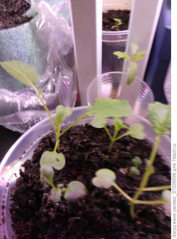 &quot;Чеснок&quot; из семян, выписанный на АлиЭкспресс