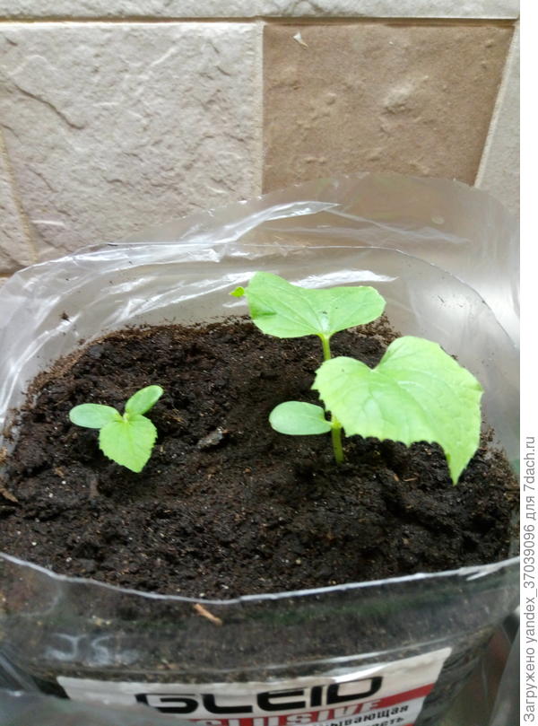 Китайские огурцы