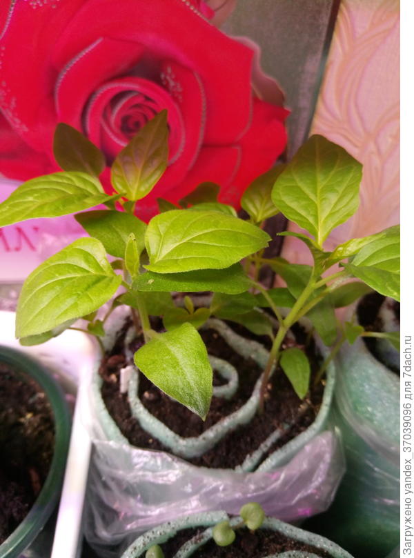 Перец острый из Китая