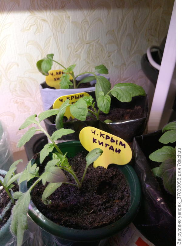 Томат Черный крым (семена из Китая)