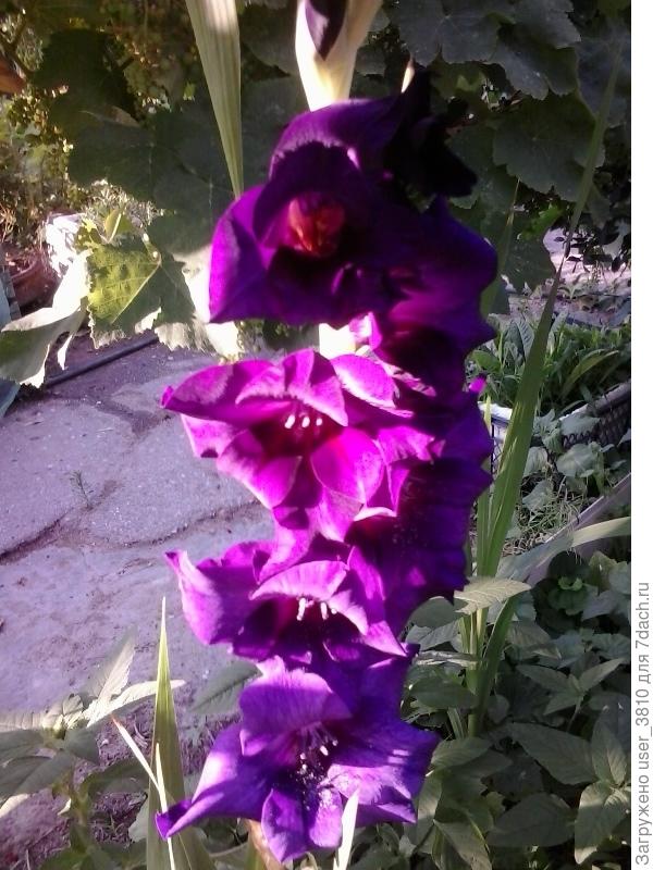 мои цветочки