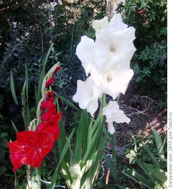 мои гладиолусы