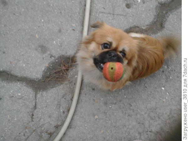 Мой любимец Гоша