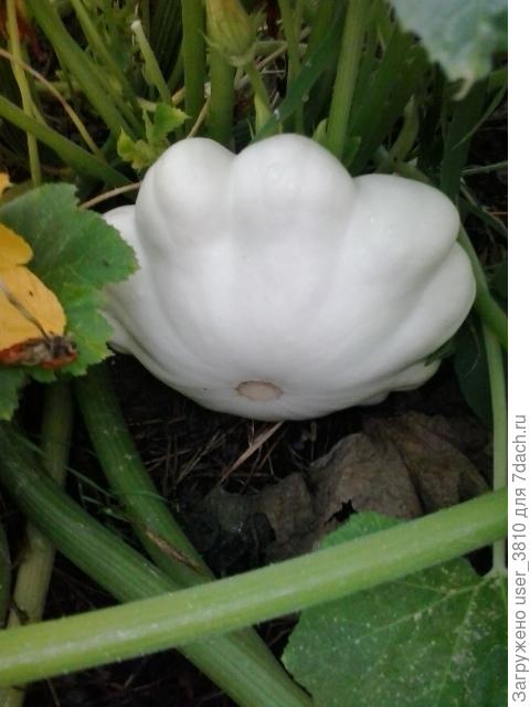 патисон белый