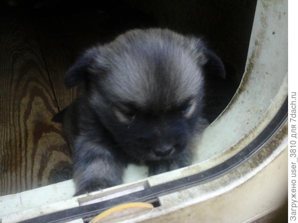 А гулять когда пойдем?