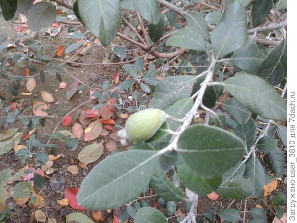 Завязи фейхоа