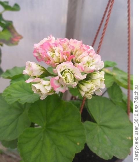 пеларгония(Appleblossom Rosebod)