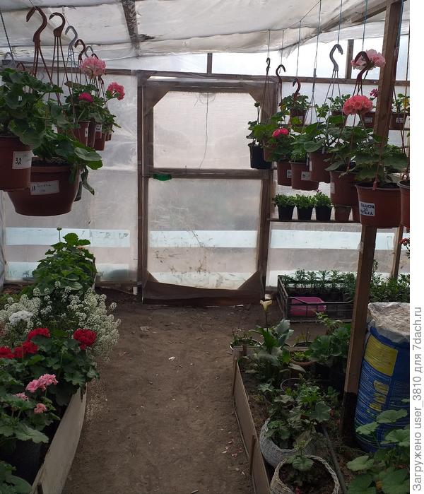 моя теплица зимой.