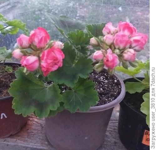 Маленькая и уже вся в цвету