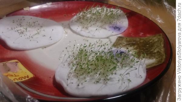 Лесок петуний