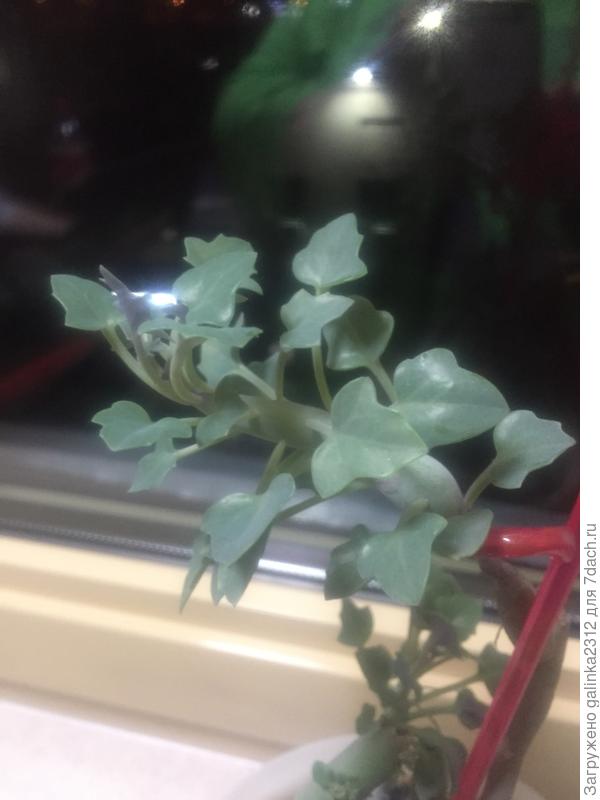 мой новичок, имя которого я не знаю...