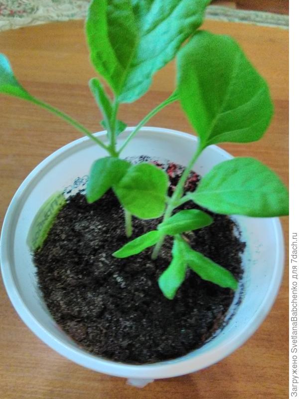 Баклажан Снежок с четырьмя семядолями