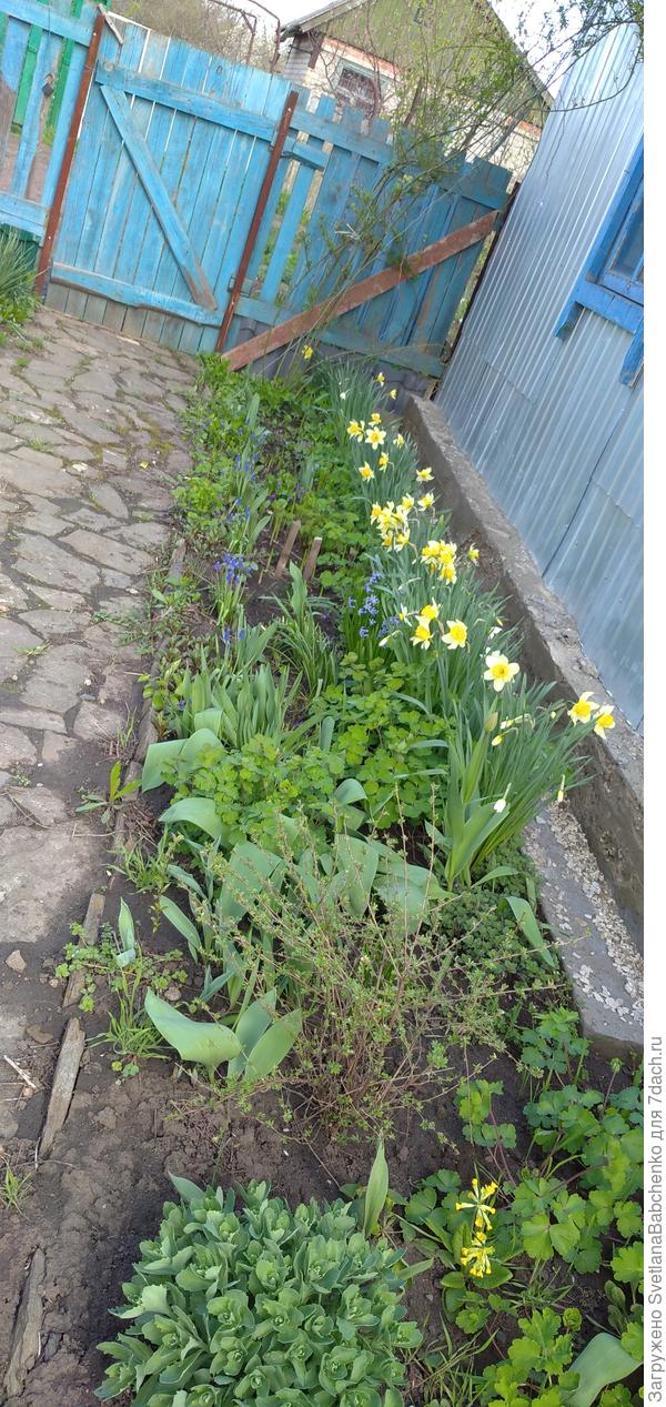 Примула мелкозубчатая .