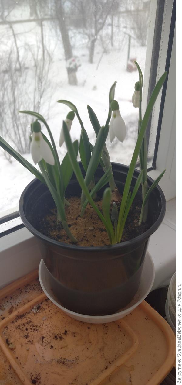 подснежники