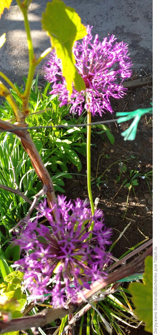 Лук декоративный