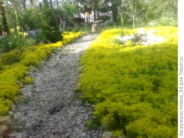 очиток в цвету