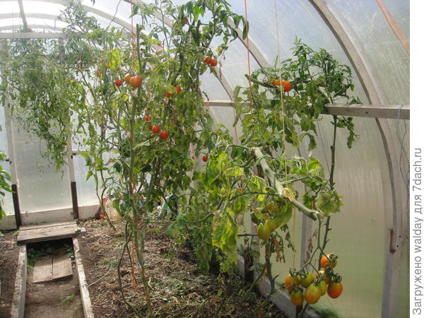 Скудные остатки былого урожая, всё-таки конец сентября... Обязательно прокрасьте стыки брусков и дуг, да и прочих сочленений, сразу после сборки теплицы, а то откладывание на потом у меня длится уже два года.