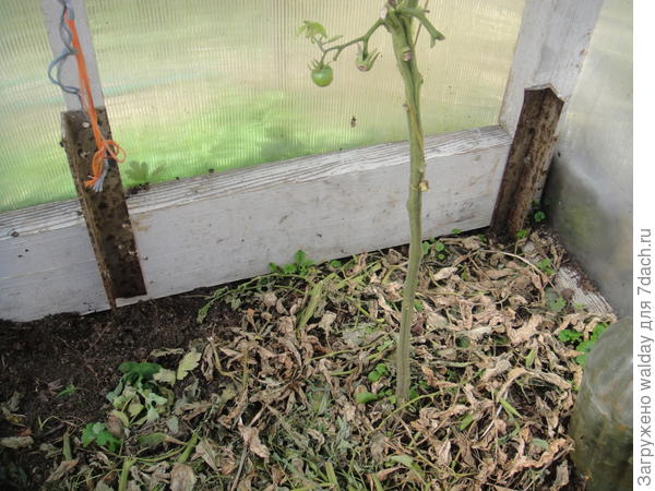 В углах будущей теплицы забиваете уголки 40-60, L= 50-80см.