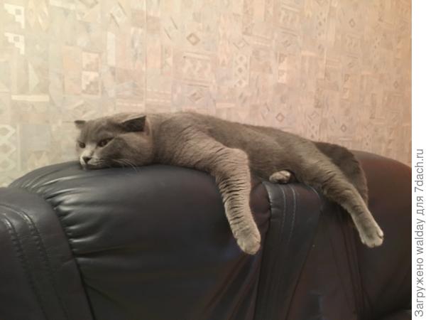 Это у Кузи нога, а не то, о чём вы подумали...