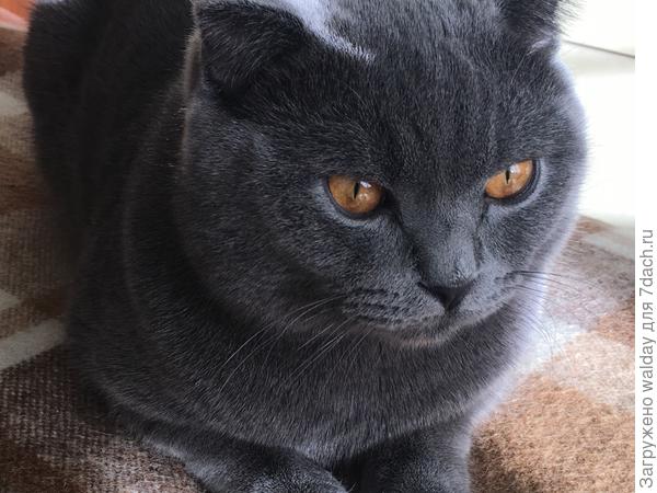 Кузя тоже не понимает.