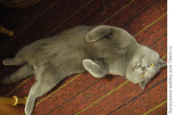 от хохота Кузя катался по полу и сказал: -  &quot;как хорошо, дед, что ты скоро свалишь на огород!&quot;