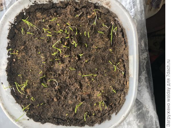 Зимний гигант вылазил с 14 февр.